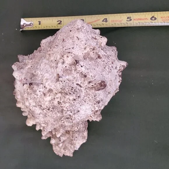 Extra Large Sandy Sea Shell with Wide Mouthed Spikey Conch Decor